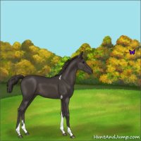 Horse Color:Smoky Black Tobiano 
