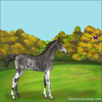 Horse Color:White Spotted Smoky Black Tobiano 