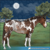 Horse Color:White Spotted Liver Chestnut Rabicano 
