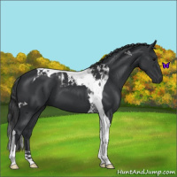 Horse Color:Black Tobiano 
