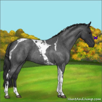 Horse Color:Blue Roan Tobiano 