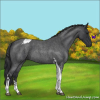 Horse Color:Blue Roan Tobiano