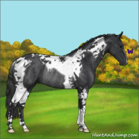 Horse Color:Black Tobiano Rabicano 