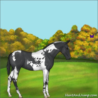 Horse Color:Blue Roan Tobiano 