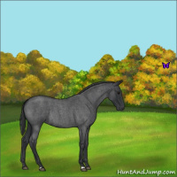 Horse Color:Blue Roan 