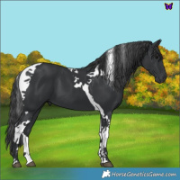 Horse Color:Black Tobiano 