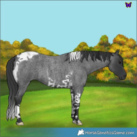 Horse Color:Blue Roan Tobiano