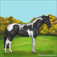 Horse Color:Black Tobiano 