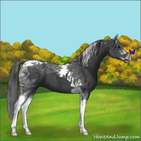 Horse Color:Black Tobiano 