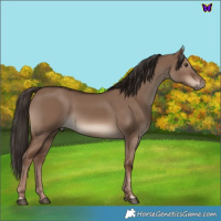 Horse Color:Liver Red Dun 