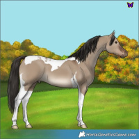 Horse Color:Liver Red Dun Tobiano 