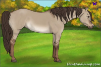 Horse Color:Liver Red Dun 