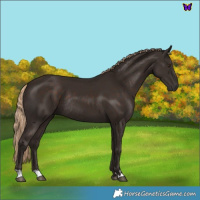 Horse Color:Liver Chestnut Rabicano 