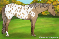 Horse Color:Chocolate Palomino Dun Appaloosa 