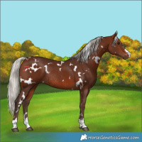 Horse Color:White Spotted Silver Brown Rabicano 