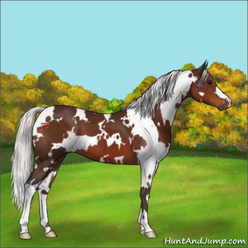 Horse Color:White Spotted Silver Brown 