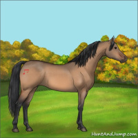 Horse Color:Bay Dun
