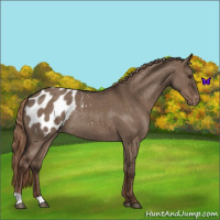 Horse Color:Liver Red Dun Appaloosa Rabicano 