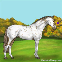 Horse Color:Chocolate Palomino Dun Tobiano Near Leopard Rabicano 