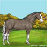 Horse Color:Liver Red Dun Mushroom Splash 