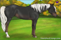 Horse Color:Liver Chestnut Mushroom 