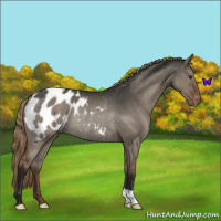 Horse Color:Liver Red Dun Appaloosa Rabicano 