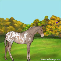 Horse Color:Red Roan Mushroom Appaloosa 