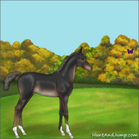 Horse Color:Liver Chestnut Mushroom 