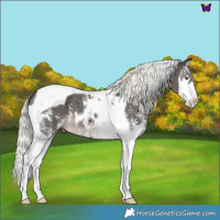 Horse Color:Liver Chestnut Mushroom Sabino Splash Tobiano 