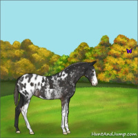 Horse Color:White Spotted Liver Chestnut Mushroom Sabino Appaloosa 
