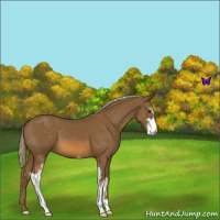 Horse Color:Chocolate Palomino Sabino Varnish