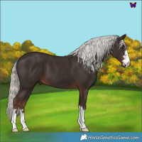 Horse Color:Liver Chestnut Mushroom 