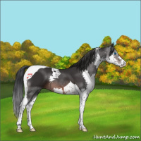 Horse Color:Brown Splash Tobiano 