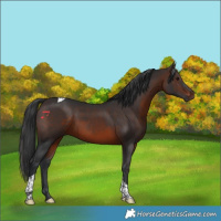 Horse Color:Brown Tobiano Rabicano