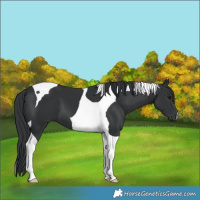 Horse Color:Black Tobiano 