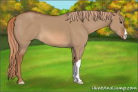Horse Color:Red Dun 