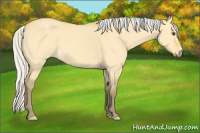 Horse Color:Silver Buckskin Dun 