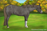 Horse Color:Smoky Black Appaloosa