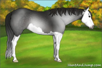 Horse Color:Gray Smoky Black Splash 
