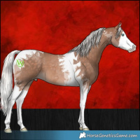 Horse Color:Silver Perlino Sabino Splash Tobiano 