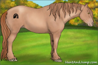 Horse Color:Gold Champagne 