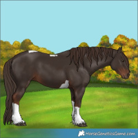 Horse Color:Liver Chestnut Tobiano 