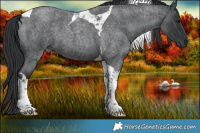 Horse Color:Blue Roan Tobiano