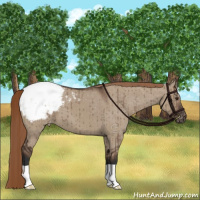 Horse Color:Liver Red Dun Appaloosa Brindle 