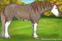 Horse Color:Red Ice Roan Sabino Splash 