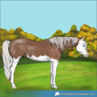 Horse Color:Silver Black Splash 