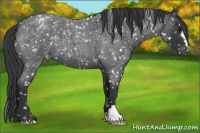 Horse Color:Blue Roan Snowflake Varnish 