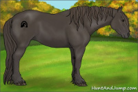 Horse Color:Smoky Black 