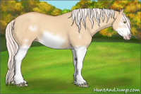 Horse Color:Silver Classic Champagne Dun Splash Frame 