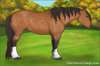 Horse Color:Buckskin 